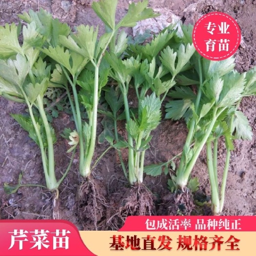 惠民县法国皇后芹菜苗鲁北地区最大的繁育基地