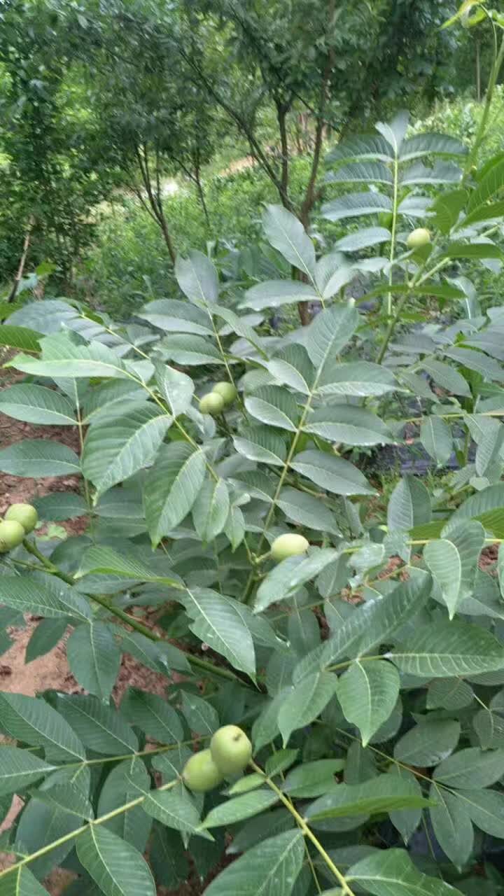香玲核桃苗  香玲川早秦核1号优质核桃嫁接苗基地直发成活率高早熟壳薄丰产