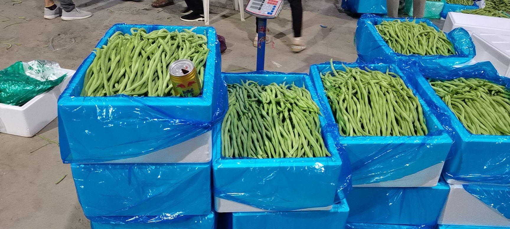 架豆王豆角  精品架豆王 无筋豆 绿无筋  四季豆