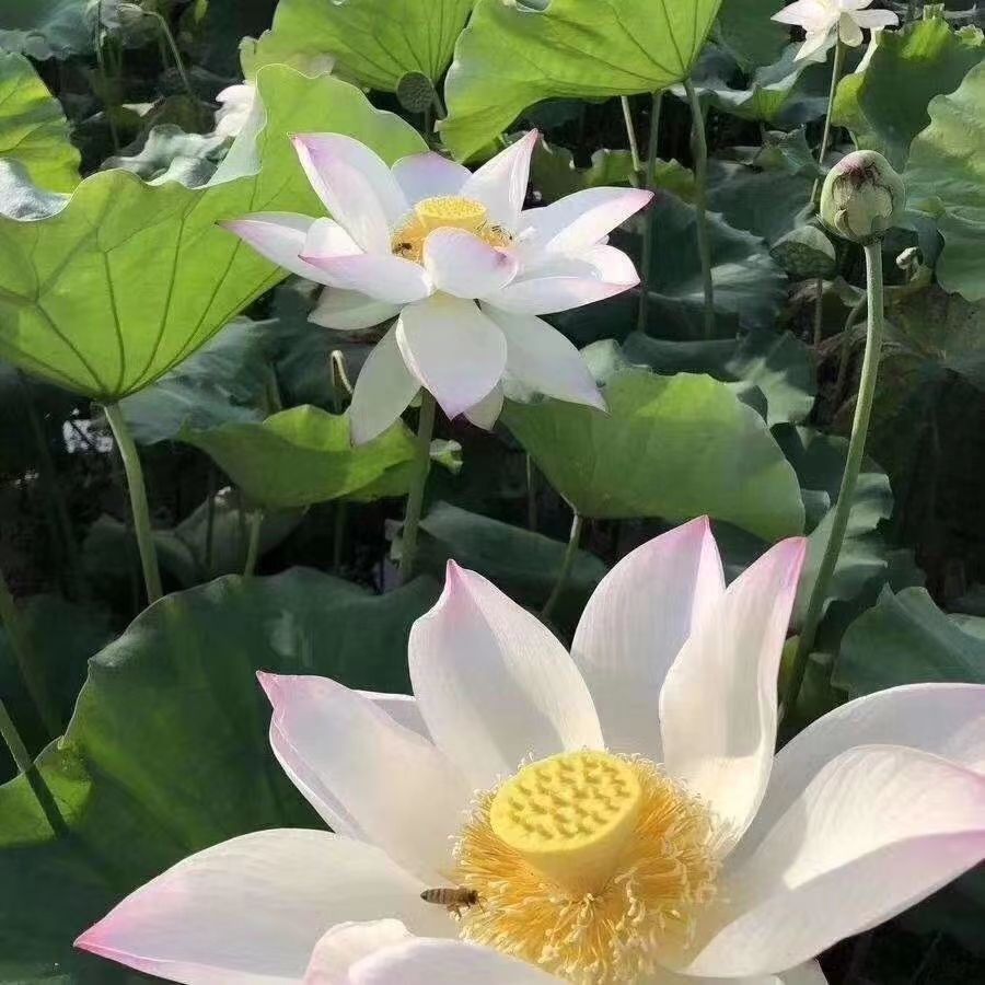 长葛市新鲜活性荷花粉纯正天然莲花粉蜂花粉美白美体包邮