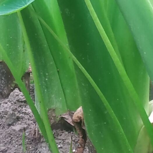 长汀县粉芋头 通货