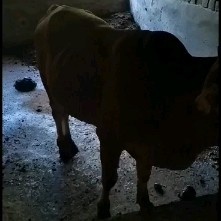 永州 山养黄牛30头肉用黄牛可挑选