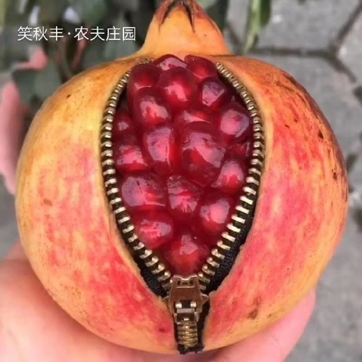 会理市 可以吃的雅诗兰黛~会理软籽石榴