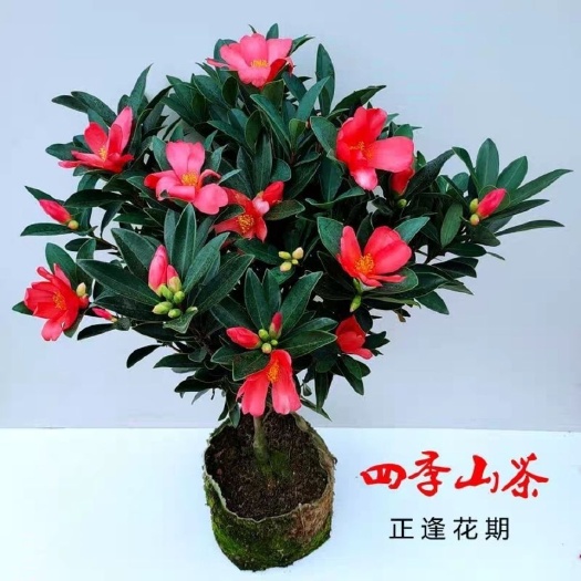 漳平市 茶花精品四季红山茶带花苞开花不断夏日系列庭院绿