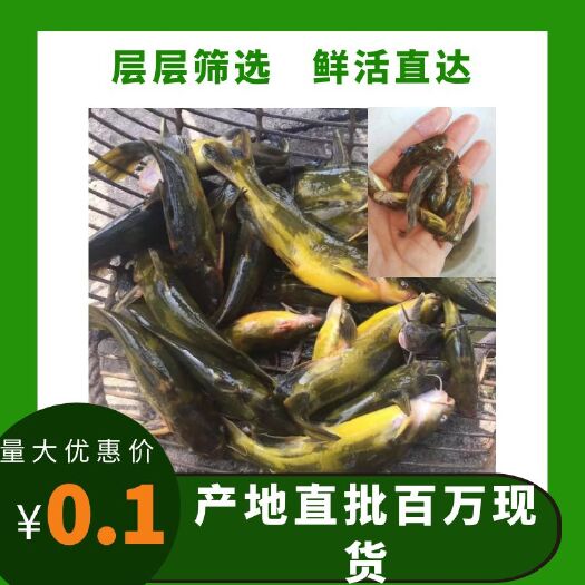 黄骨鱼苗
