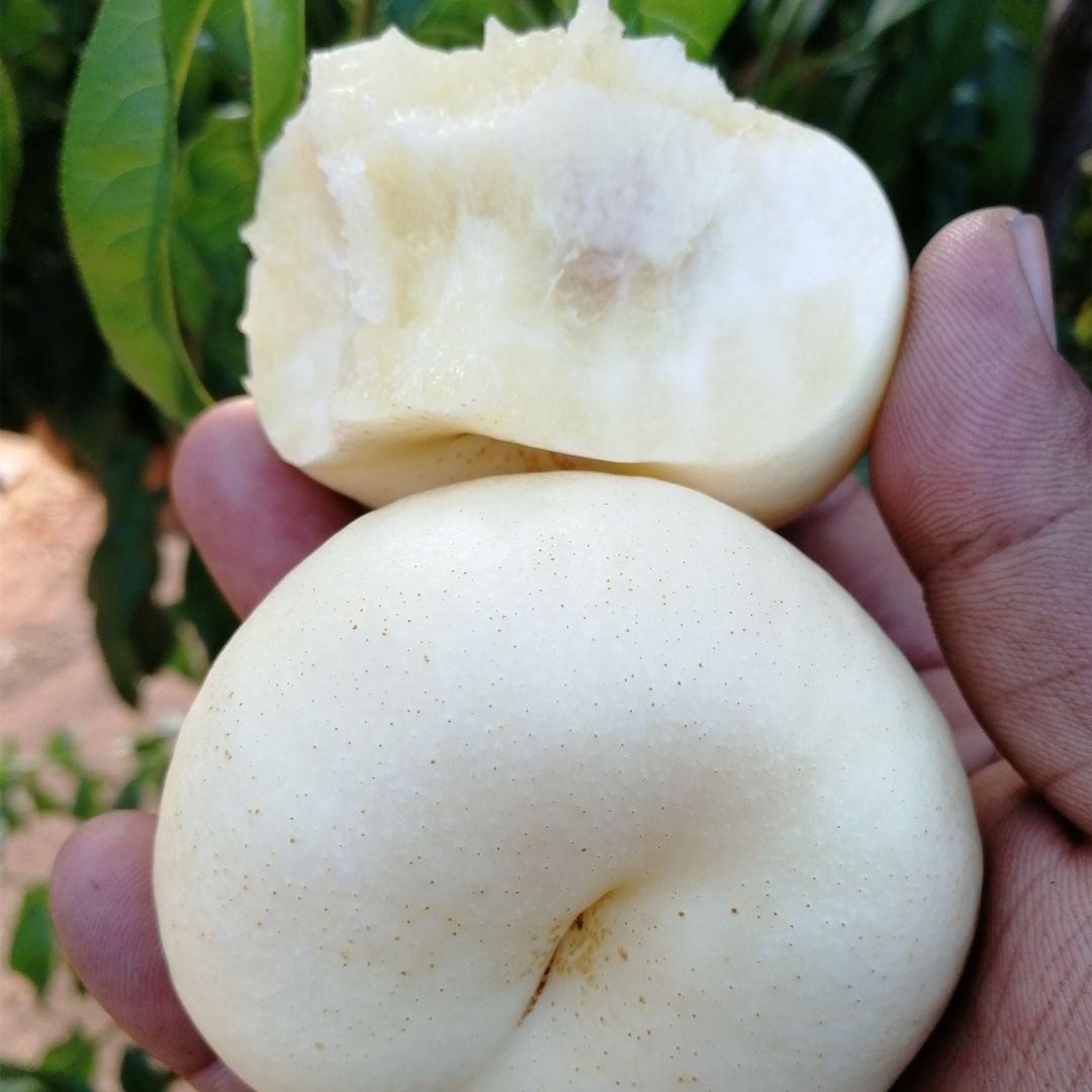  沂蒙山蜜桃奶油蟠桃白蟠桃水果桃子