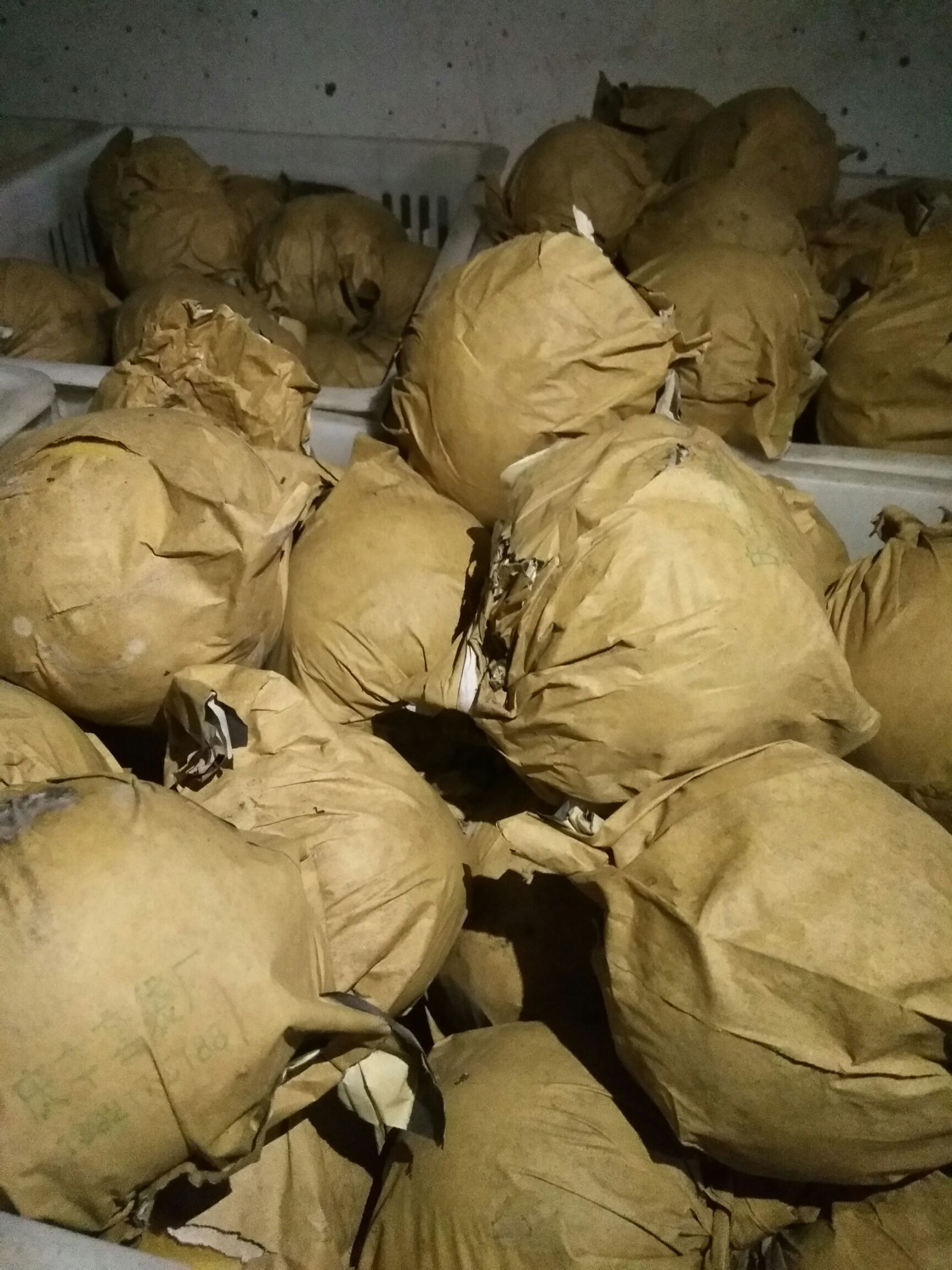  个大皮薄，甘甜可口，甜脆味美，古黄河故道特产皇冠梨，丰水梨