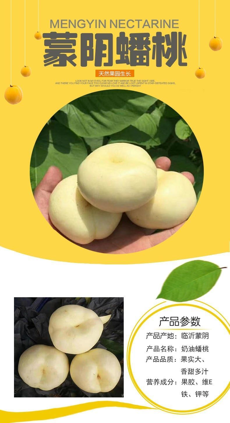  沂蒙山蜜桃奶油蟠桃白蟠桃水果桃子