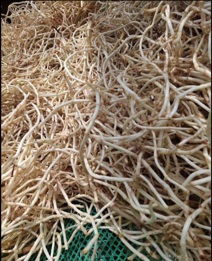 红茎鱼腥草 货达标商家可以要求，给图片区别不大