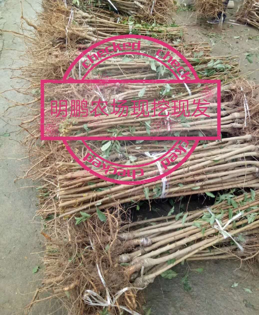 香玲核桃苗  香玲川早秦核1号优质核桃嫁接苗基地直发成活率高早熟壳薄丰产