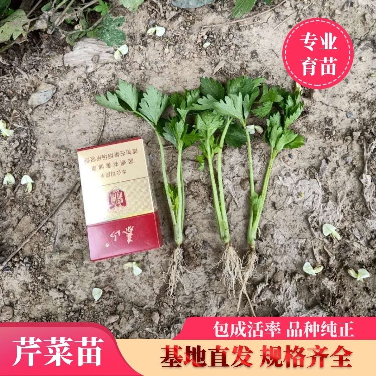 惠民县亿丰农业百亩大型法国芹菜苗