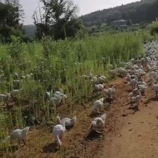伊通县 卖霍尔巴吉大鹅