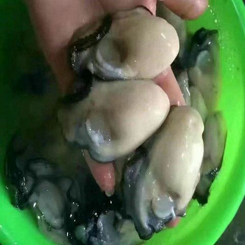 诏安县 深海蚝 新鲜生蚝肉当天打捞现剥去壳牡蛎纯肉生吃不带壳海蛎子
