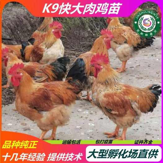南宁K9鸡苗  正宗纯种麻黄k9肉鸡苗 新广K901鸡苗 胡树强快大型肉鸡