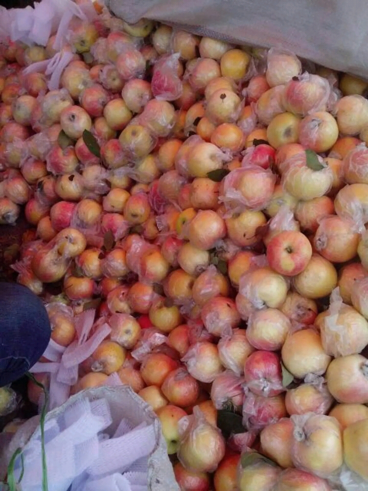 潍坊农美果蔬专业合作社，红嘎啦苹果，美八苹果大量上市，