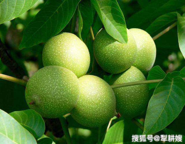 蒲县 山西青皮大高个核桃新鲜干核桃手夹纸皮核桃土家肥核桃十斤包邮