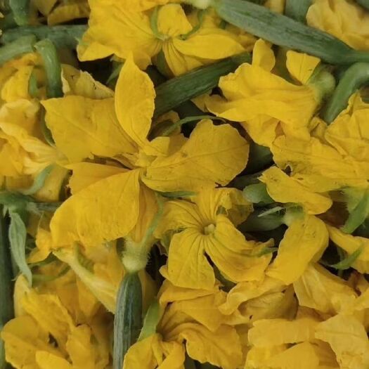 淄博 乳瓜花，黄瓜花，葫芦花