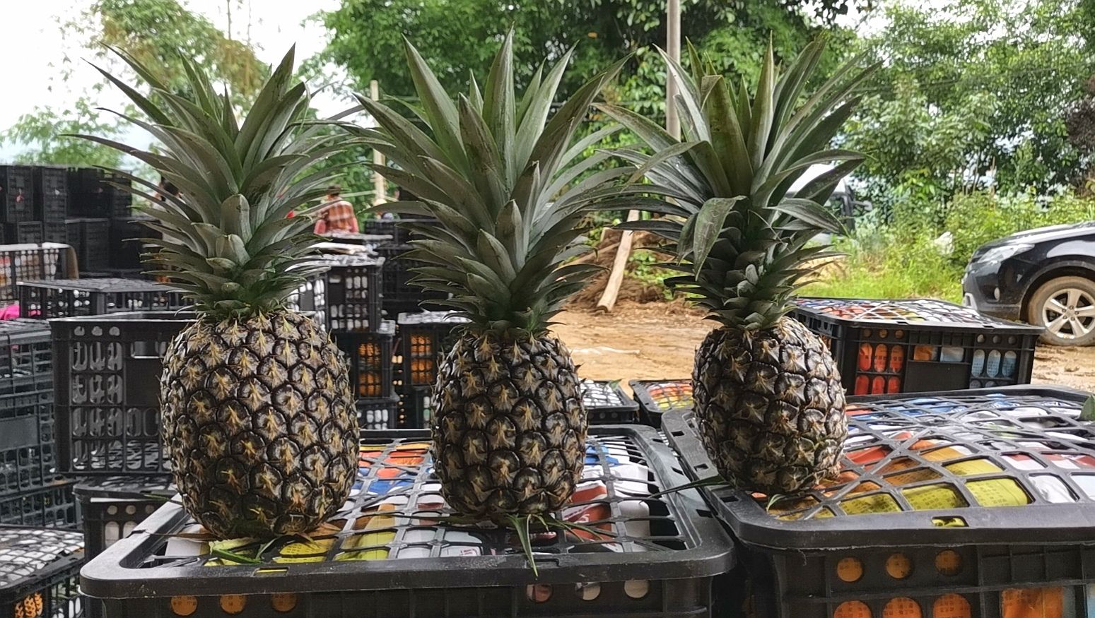 云南本地小菠萝 罐头果 工厂货