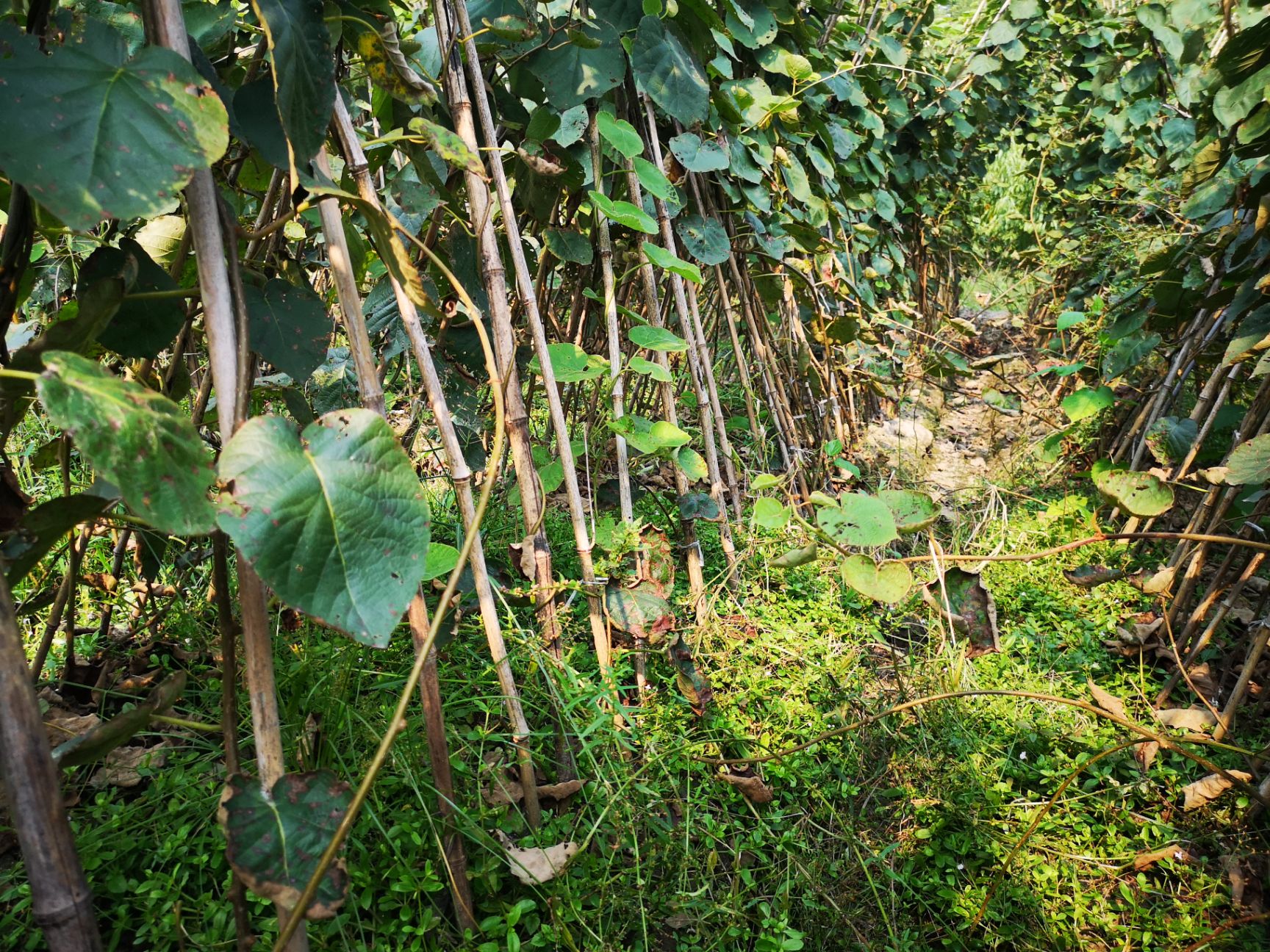 猕猴桃苗  浙江红阳红心猕猴桃嫁接苗抗涝砧根系好