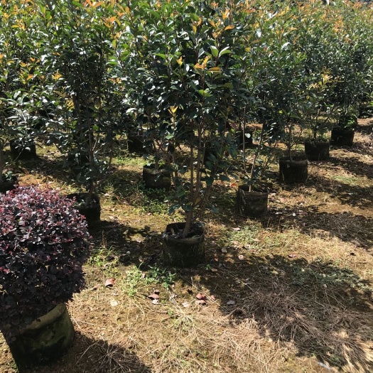桂林普通红叶石楠  红叶石楠1.8米高到2米高，冠幅1米左右篱笆