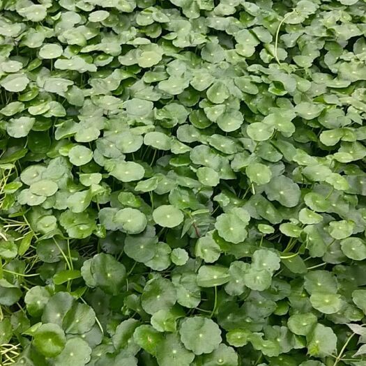 柳州金钱草 铜钱草