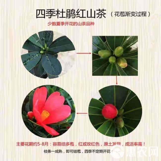  茶花精品四季红山茶带花苞开花不断夏日系列庭院绿