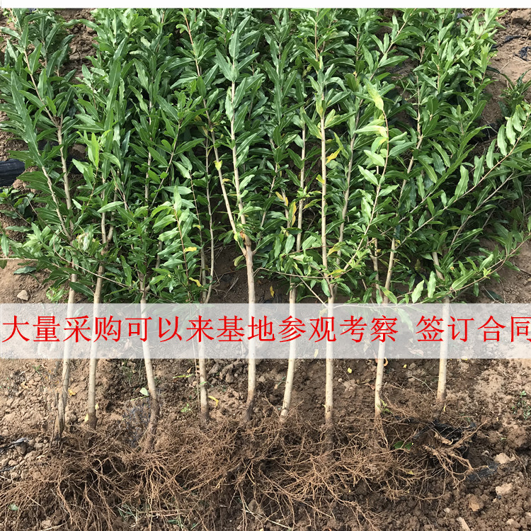 突尼斯软籽石榴树苗 突尼斯软籽石榴个头大，口感甜