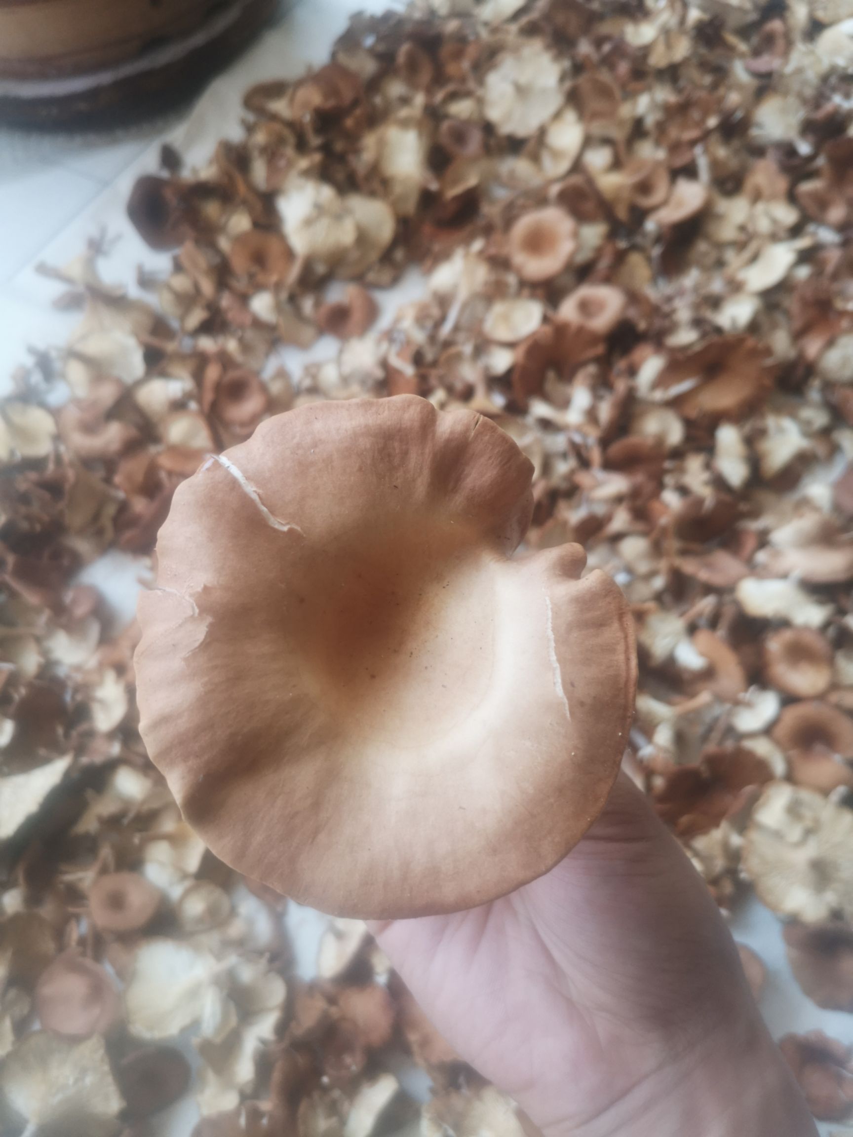 榛蘑  内蒙古野生茶树菇200gx1袋
