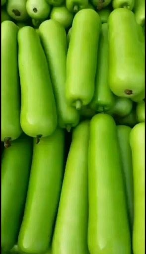 博爱县瓠瓜  精品瓠子瓜大量上市供应中
