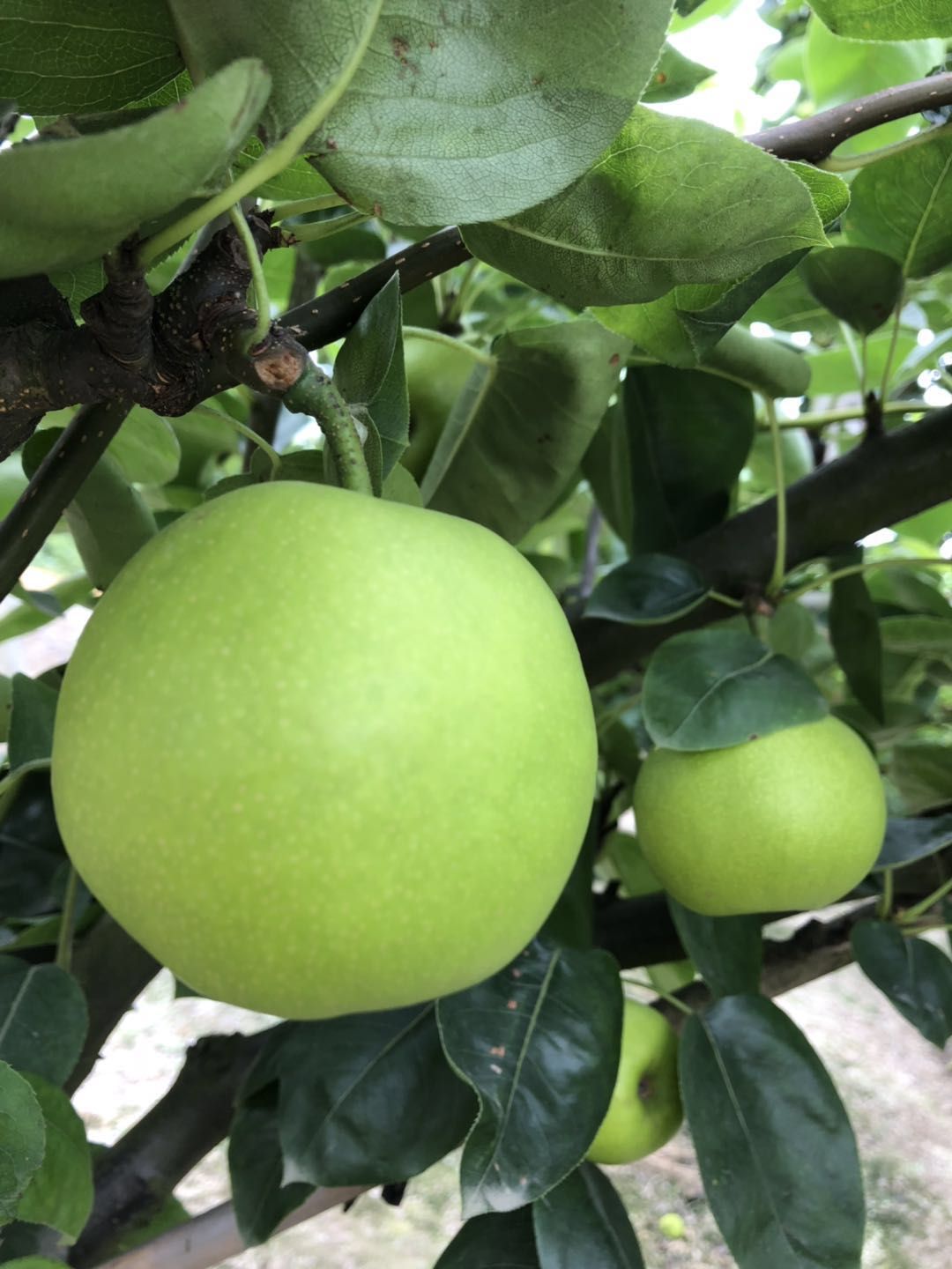 浙江翠冠梨苗1至3年生嫁接苗当年挂果