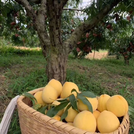炎陵县 湖南炎陵黄桃