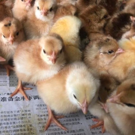 金沙县 土鸡苗、三黄、青脚麻、红瑶、快大黄
