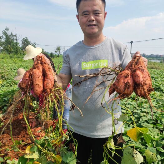 都昌县 农村种植红薯，欢迎有意向伙伴咨询