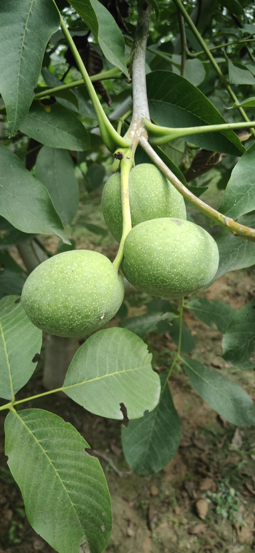 核桃  经营各季节性水果，粮食产品