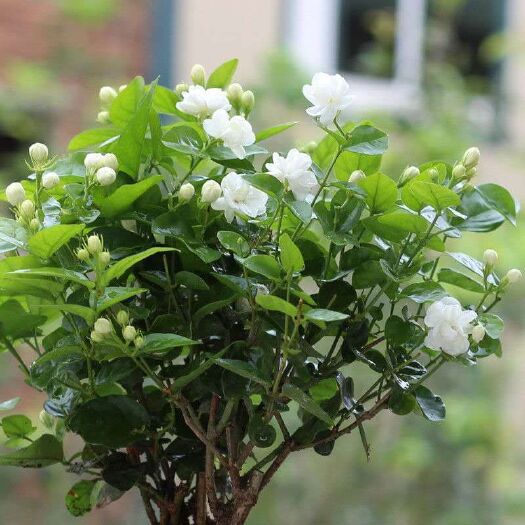 新沂市 茉莉花盆栽 驱蚊驱虫 四季开花客厅阳台花卉绿植清香