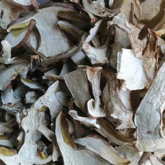  特级牛肝菌