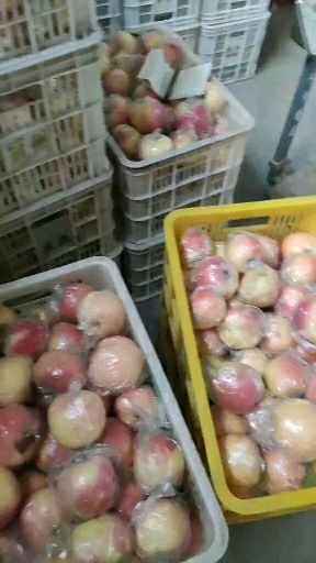 冠县 嘎啦苹果，货源充足，价格实惠。