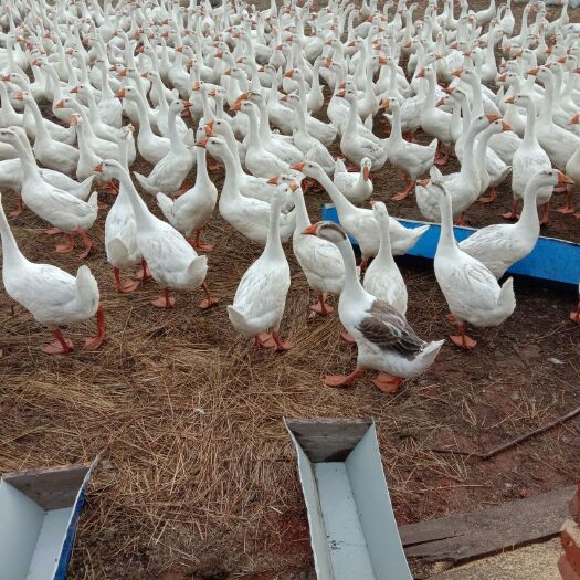 鄂伦春旗 合作社散养大鹅，肉质鲜嫩，天然养殖