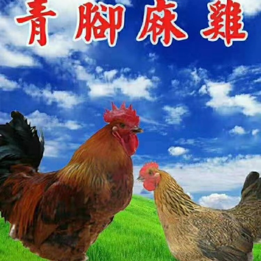 惠州 大种青脚麻鸡苗 孵化基地直销 包打马立克疫苗  包路损死了