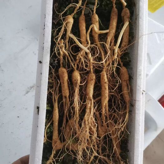  林下参