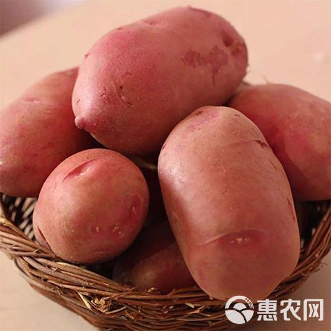 土豆一件代发云南主产区红皮黄心黄皮黄心土豆市场精品货