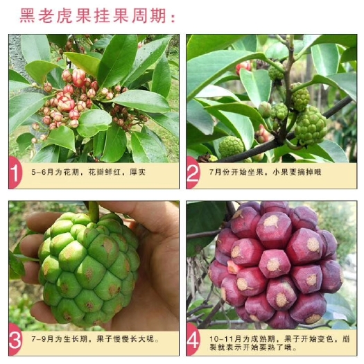 灵山县 黑老虎苗