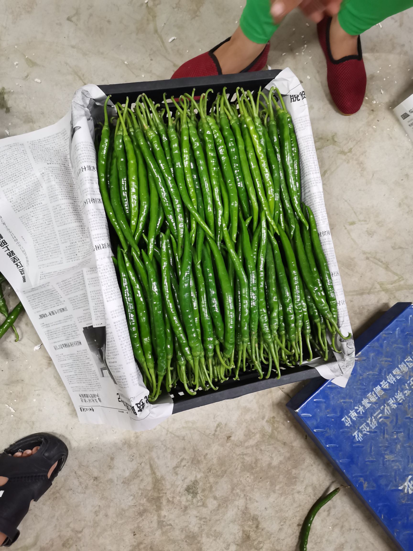 红椒 最优品质