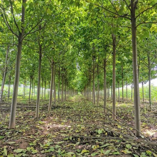 周口普通楸树  河南楸树基地16公分楸树17公分楸树价格18公分楸树苗