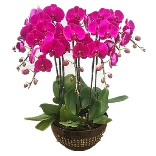  精品大花蝴蝶兰盆栽花苗植物室内兰花花卉绿植盆景