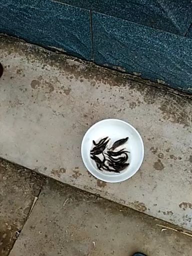 兴仁市泥鳅苗，规格齐全，包技术，包下塘