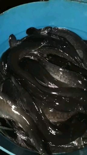 八须鲢  长年批发八胡鲶鱼 又名 八胡鲢鱼 梭边鱼 埃及鱼量大从优