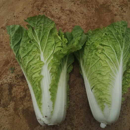 威宁县黄花菜 小黄白可以基地货，有要的联系。