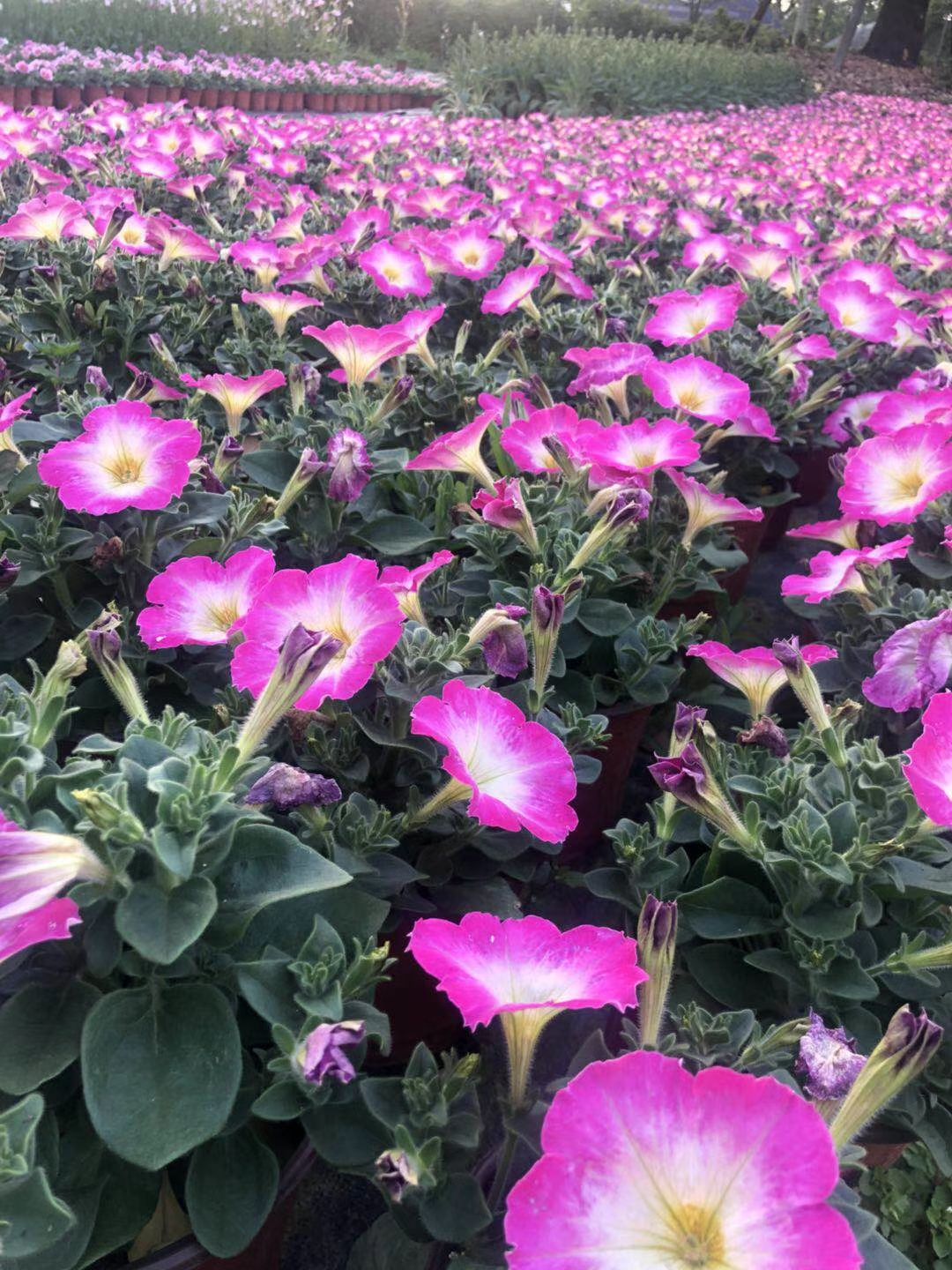  视频看货矮牵牛 矮牵牛盆花 量大从优