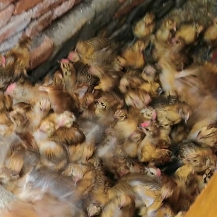 赫章县 土鸡，肉鸡，鸡苗大量供应
